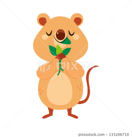Cute Quokka Animal with Pretty Snout and Tail Eat Leaf Vector Illustration 133266710
