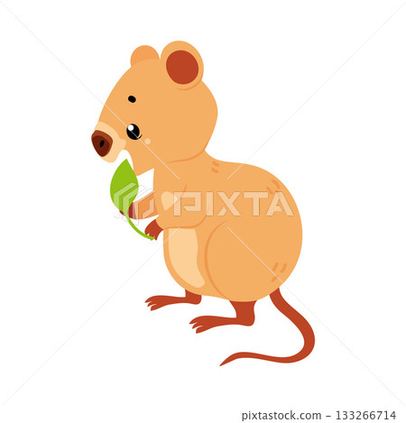 Cute Quokka Animal with Pretty Snout and Tail Eat Leaf Vector Illustration Cute Quokka Animal with Pretty Snout and Tail Eat Leaf Vector Illustration 133266714