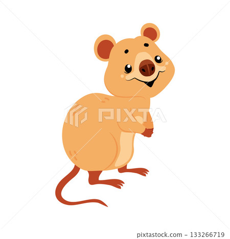Cute Quokka Animal with Pretty Snout and Tail Vector Illustration Cute Quokka Animal with Pretty Snout and Tail Vector Illustration 133266719