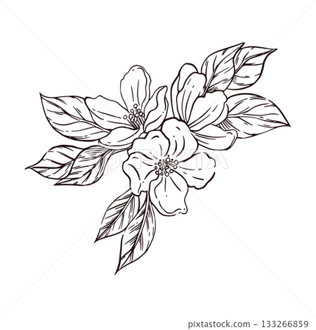 Fruit tree flowers with leaves, hand-drawn with ink and translated into vector. Apple and prune flowers are perfect for printing on paper and fabric, for packaging design. Fruit tree flowers with leaves, hand-drawn with ink and translated into vector. Apple and prune flowers are perfect for printing on paper and fabric, for packaging design. 133266859