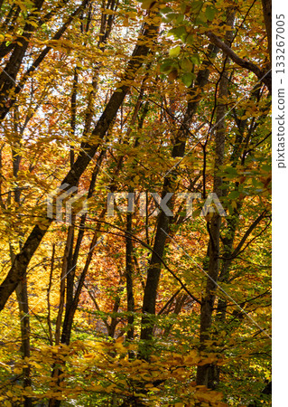 Autumn forest leaves, vibrant golden yellow and green foliage with sunlight creating a warm glow Autumn forest leaves, vibrant golden yellow and green foliage with sunlight creating a warm glow 133267005