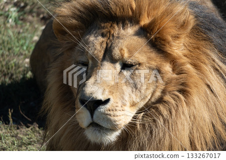 Lion, Wildlife, Africa - Closeup of a Male Lion in the Savanna 133267017