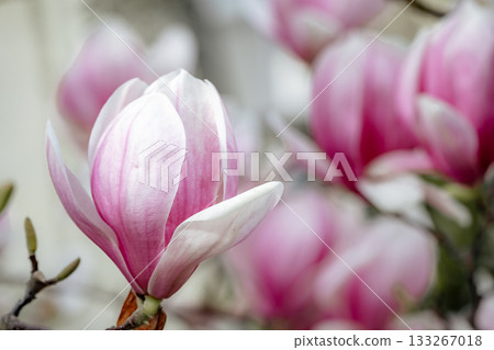 Magnolia Sulanjana flowers with petals in the spring season. beautiful pink magnolia flowers in spring, selective focusing. Magnolia Sulanjana flowers with petals in the spring season. beautiful pink magnolia flowers in spring, selective focusing. 133267018