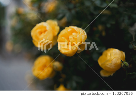 Yellow roses garden dark background moody close-up of vibrant flowers against deep green foliage Yellow roses garden dark background moody close-up of vibrant flowers against deep green foliage 133267036