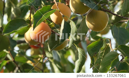 Persimmon Fruits Tree: Ripening orange persimmon fruits grow on sun-drenched branches in an autumn orchard scene. Persimmon Fruits Tree: Ripening orange persimmon fruits grow on sun-drenched branches in an autumn orchard scene. 133267061