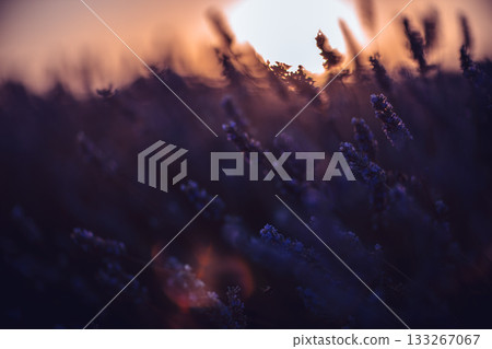 Lavender sunset field, dreamy evening light over blooming plants, evoking tranquility and natural beauty with soft bokeh. Lavender sunset field, dreamy evening light over blooming plants, evoking tranquility and natural beauty with soft bokeh. 133267067