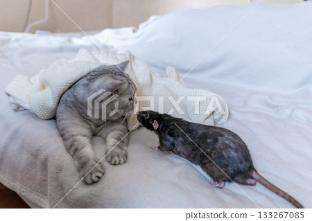 Cat Rat Bed - A grey cat lies on a white bed while a black rat walks towards it. 133267085