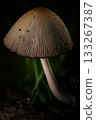 Gentle illumination highlights detailed mushroom features 133267387