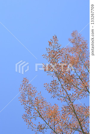 Plume poppy Plume poppy 133267709