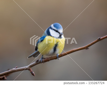 Blue Tit bird perched on branch. Blue Tit or Cyanistes caeruleus sit on tree branch over blurred autumn background. Eurasian blue tit is small bird with blue and yellow plumage. Close up Tit portrait Blue Tit bird perched on branch. Blue Tit or Cyanistes caeruleus sit on tree branch over blurred autumn background. Eurasian blue tit is small bird with blue and yellow plumage. Close up Tit portrait 133267724