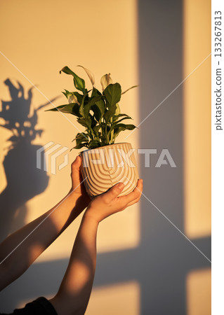 Hands holding houseplant during golden hour 133267813