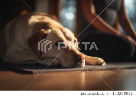 A Labrador lies comfortably on a mat, appearing relaxed after a training session. The setting is a cozy space, perfect for recovery and bonding with its owner 133268091