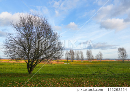 Autumn landscape with bare trees and colorful meadows at Lake Liepaja on a bright calm day Autumn landscape with bare trees and colorful meadows at Lake Liepaja on a bright calm day 133268234