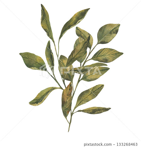 Hand drawn botanical leaves branch. watercolor foliage with green leaves. Vintage watercolor style with earthy tones. Wallpaper, textile, packaging, branding card, design, arts Hand drawn botanical leaves branch. watercolor foliage with green leaves. Vintage watercolor style with earthy tones. Wallpaper, textile, packaging, branding card, design, arts 133268463