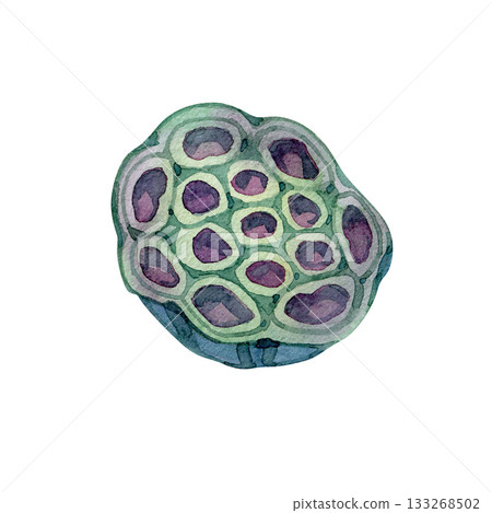 Watercolor lotus seed pod in soft green and violet shades, hand painted in botanical style. Great for spa themes, nature branding, floral sets, posters, packaging, patterns and zen illustrations. 133268502
