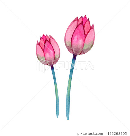 Watercolor pink lotus flower with delicate petals and soft gradients. Perfect for spa design, wellness branding, yoga themes, invitations, botanical art, stickers, prints and elegant decorative 133268505