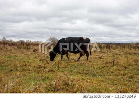 Lone dairy cow grazing freely and eating grass and hay against the backdrop of an autumn field 133270249
