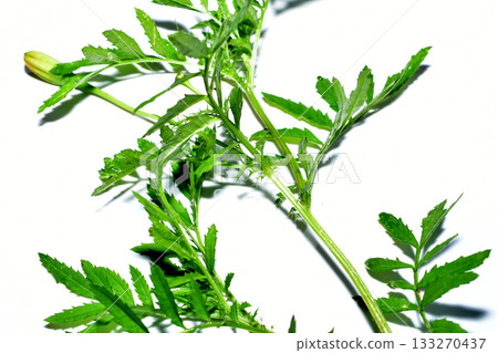 Stems with green leaves of marigold flowers Stems with green leaves of marigold flowers 133270437