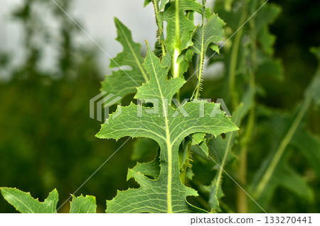 Close-up of the leaves of a wild lettuce plant. Close-up of the leaves of a wild lettuce plant. 133270441