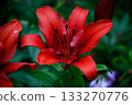 Group of Bright Red Lilies with Buds and Flowers among Green Leaves in the Garden 133270776