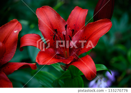 Group of Bright Red Lilies with Buds and Flowers among Green Leaves in the Garden 133270776
