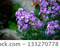 Closeup of Phlox with Lilac Blossoms on Blurred Background on a Sunny Day 133270778