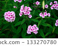 Closeup of Pink Phlox with White Petals in Green Summer Garden Setting 133270780