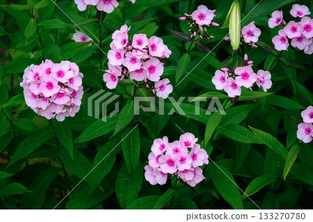 Closeup of Pink Phlox with White Petals in Green Summer Garden Setting Closeup of Pink Phlox with White Petals in Green Summer Garden Setting 133270780