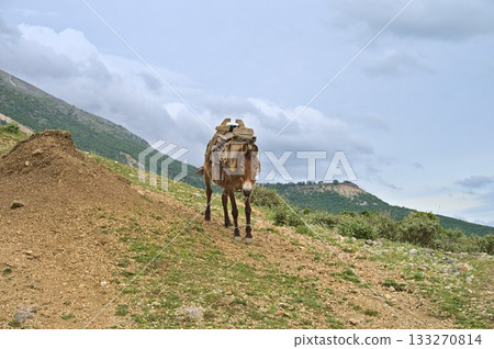 A donkey standing at the road near the village of Erind A donkey standing at the road near the village of Erind 133270814