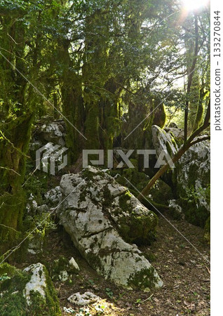 Scenery along the hiking trail trough the Llogara national park 133270844