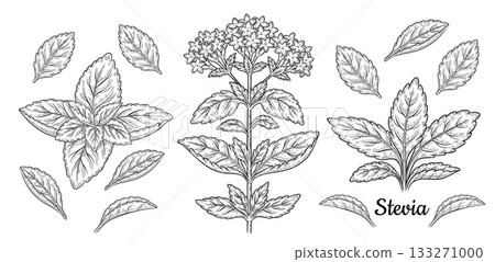 Stevia rebaudiana, mint medical plant leaves and flower branch botanical sketch. Sweet garden green herb. Diabetic sweetener, sugar substitute. Healthy diet food. Vintage engraving hand drawn vector Stevia rebaudiana, mint medical plant leaves and flower branch botanical sketch. Sweet garden green herb. Diabetic sweetener, sugar substitute. Healthy diet food. Vintage engraving hand drawn vector 133271000