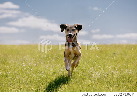 cheerful spotted Dog runs across field against blue sky background. dog is wearing collar. cheerful spotted Dog runs across field against blue sky background. dog is wearing collar. 133271067