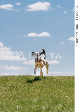 cheerful spotted Dog runs across field against blue sky background. dog is wearing collar. cheerful spotted Dog runs across field against blue sky background. dog is wearing collar. 133271070