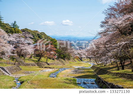 養老公園的櫻花（岐阜縣養老郡養老町） 133271130