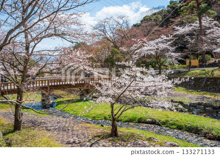 養老公園和渡月橋的櫻花（岐阜縣養老郡養老町） 133271133
