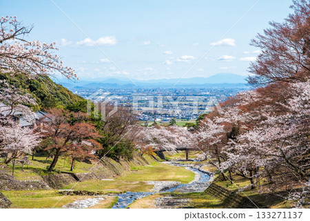 養老公園的櫻花(岐阜縣養老郡養老町) 養老公園的櫻花(岐阜縣養老郡養老町) 133271137