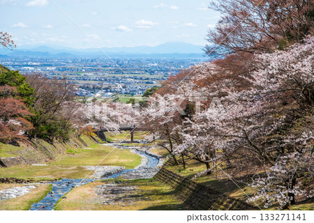 Cherry blossoms at Yoro Park (Yoro Town, Yoro District, Gifu Prefecture) Cherry blossoms at Yoro Park (Yoro Town, Yoro District, Gifu Prefecture) 133271141