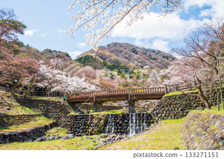 養老公園和渡月橋的櫻花(岐阜縣養老郡養老町) 養老公園和渡月橋的櫻花(岐阜縣養老郡養老町) 133271151