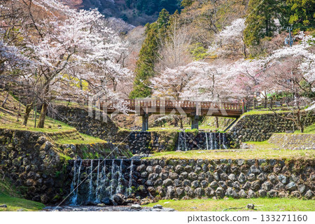 Cherry blossoms at Yoro Park and Togetsukyo Bridge (Yoro Town, Yoro County, Gifu Prefecture) Cherry blossoms at Yoro Park and Togetsukyo Bridge (Yoro Town, Yoro County, Gifu Prefecture) 133271160