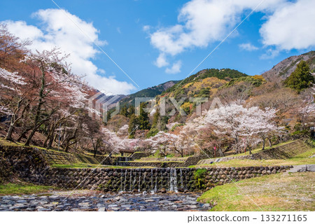 Cherry blossoms at Yoro Park (Yoro Town, Yoro District, Gifu Prefecture) 133271165