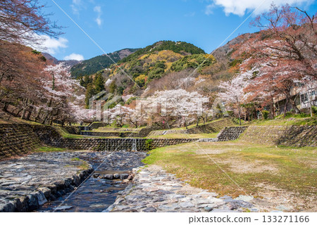 Cherry blossoms at Yoro Park (Yoro Town, Yoro District, Gifu Prefecture) Cherry blossoms at Yoro Park (Yoro Town, Yoro District, Gifu Prefecture) 133271166