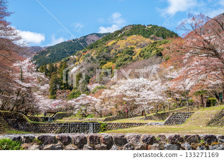 Cherry blossoms at Yoro Park (Yoro Town, Yoro District, Gifu Prefecture) 133271169