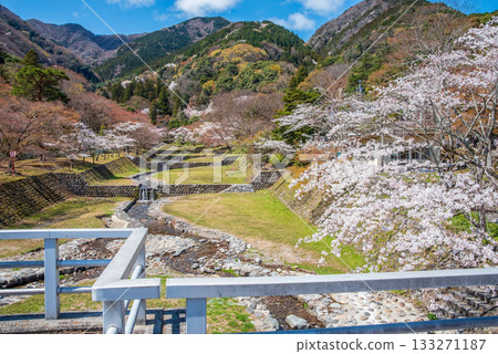 Cherry blossoms at Yoro Park: A spectacular view from Fudo Bridge (Yoro Town, Yoro District, Gifu Prefecture) 133271187