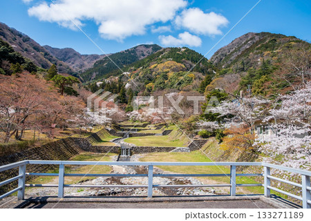 Cherry blossoms at Yoro Park: A spectacular view from Fudo Bridge (Yoro Town, Yoro District, Gifu Prefecture) Cherry blossoms at Yoro Park: A spectacular view from Fudo Bridge (Yoro Town, Yoro District, Gifu Prefecture) 133271189