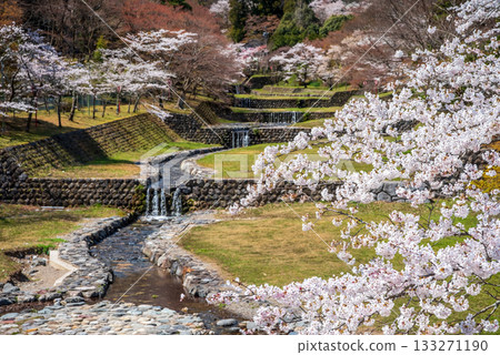 養老公園櫻花：從不動橋欣賞到的壯麗景色（岐阜縣養老郡養老町） 133271190