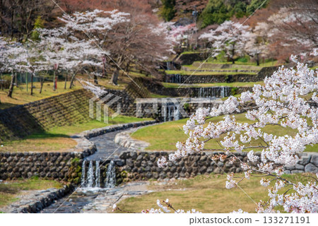 Cherry blossoms at Yoro Park: A spectacular view from Fudo Bridge (Yoro Town, Yoro District, Gifu Prefecture) Cherry blossoms at Yoro Park: A spectacular view from Fudo Bridge (Yoro Town, Yoro District, Gifu Prefecture) 133271191