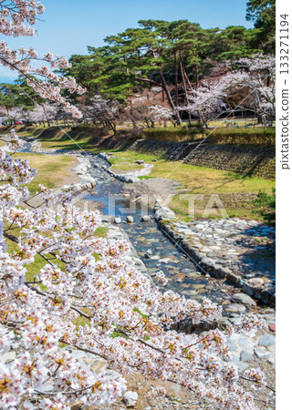 Cherry blossoms at Yoro Park: A spectacular view from Fudo Bridge (Yoro Town, Yoro District, Gifu Prefecture) 133271194
