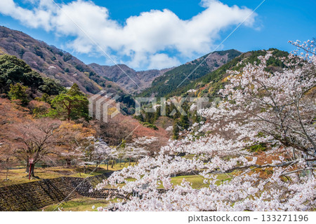 Cherry blossoms at Yoro Park: A spectacular view from Fudo Bridge (Yoro Town, Yoro District, Gifu Prefecture) 133271196