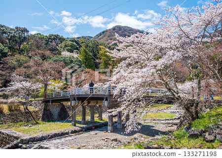 養老公園和不動橋的櫻花(岐阜縣養老郡養老町) 養老公園和不動橋的櫻花(岐阜縣養老郡養老町) 133271198