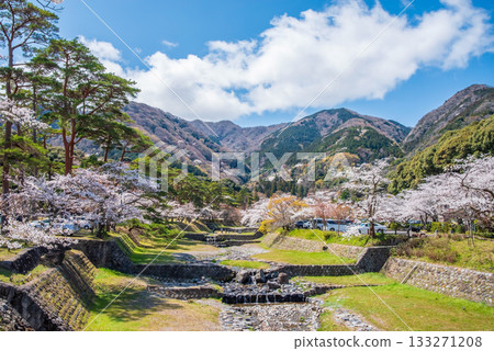 Cherry blossoms in Yoro Park: A spectacular view from Matsukaze Bridge (Yoro Town, Yoro District, Gifu Prefecture) Cherry blossoms in Yoro Park: A spectacular view from Matsukaze Bridge (Yoro Town, Yoro District, Gifu Prefecture) 133271208